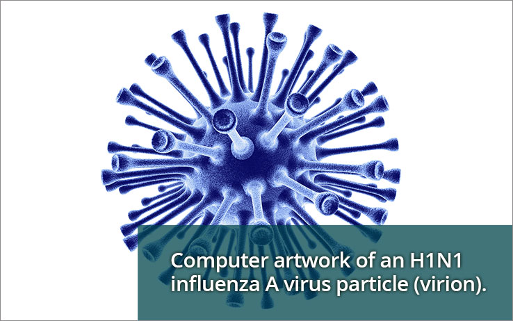 Computer artwork of an H1N1 influenza A virus particle (virion).