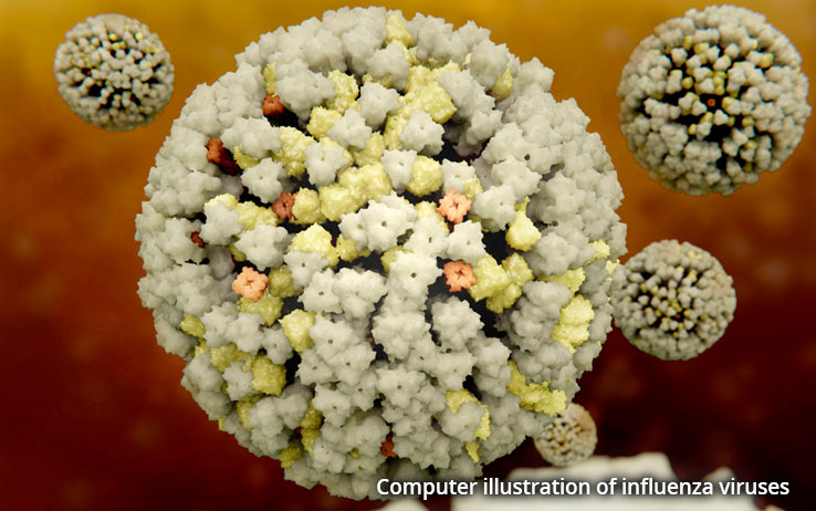 Computer illustration of influenza viruses